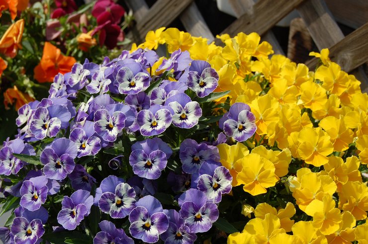 Caratteristiche e descrizione del fiore viola
