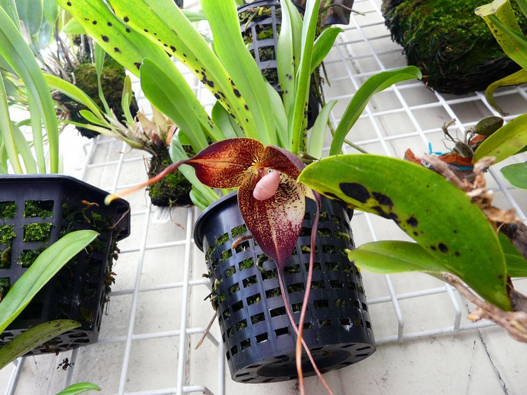 Drakula orchidea