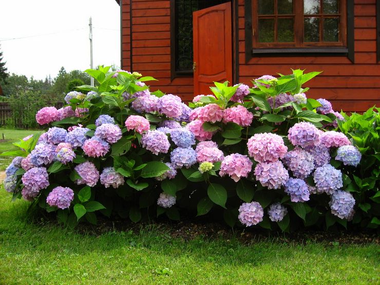 Hortenzia cserje